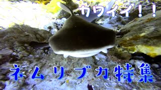 みんな大好きネムリブカ！！【Whitetip reef shark】 [upl. by Leann]