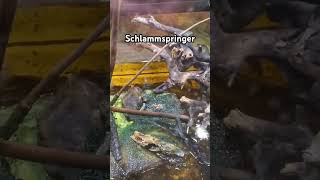 Schlammspringer 🐟 mudskipper fish fische tiere animals terrarium aquarium shortvideo shorts [upl. by Nothgiel]