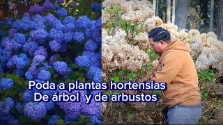 Cómo podar las plantas hortensias de árbol y de arbustos fácil [upl. by Sucy]