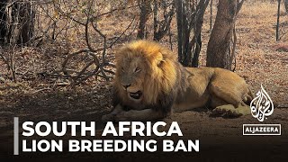 South Africa lion breeders face uncertain future after ban [upl. by Mosier427]