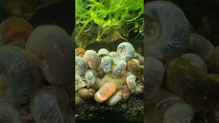 Ramshorn Snails [upl. by Byrne185]