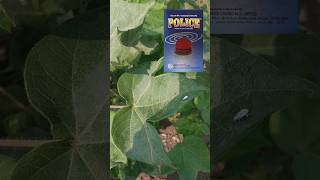 Police Insecticide  Fipronil  Imidacloprid cotton agribusiness bscagriculture [upl. by Kristoforo]