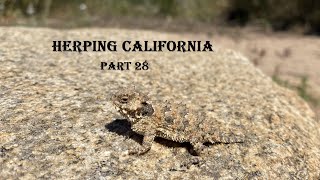 Herping California Part 28 The Blainvilles Horned Lizard [upl. by Ydnim]