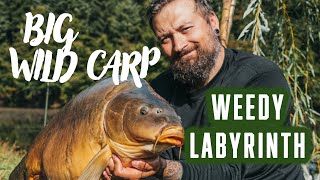 BIG WILD CARP IN WEEDY LABYRINTH [upl. by Aioj]