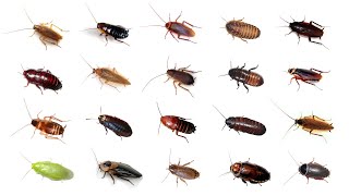 🪳 Types Of Cockroaches  20 Cockroaches In English cockroaches BalyanakTV [upl. by Nisaj]