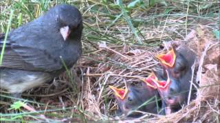 A Junco Nest Story [upl. by Aneeb]