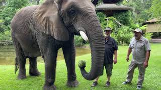 Elephant Buffet at Myrtle Beach Safari [upl. by Sam]