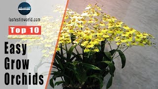 Top 10 Easy To Grow Orchids  Orchid Care For Beginners [upl. by Eralc]