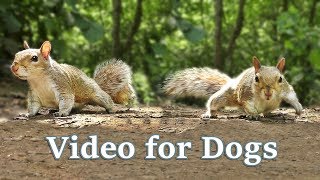 TV for Dogs  Videos for Dogs to Watch  Squirrels [upl. by Hamish]