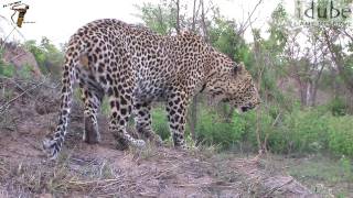 Male Leopard ROAR [upl. by Cyndy714]