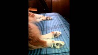 Dog Paws Moving While Sleeping [upl. by Bayless]