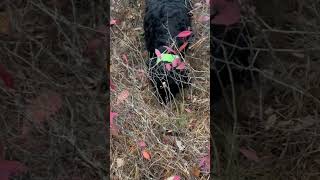 BIRD DOG schnoodle vs quail [upl. by Rafael818]