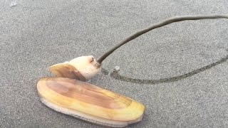 How do Razor Clams Dig Themselves Back Into the Sand [upl. by Ratcliffe977]