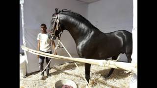 MARWARI HORSES VIDEOS  PICS [upl. by Mame]