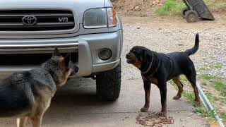 Aggressive one year old rottweiler challenges alpha German Shepherd [upl. by Yenahs]