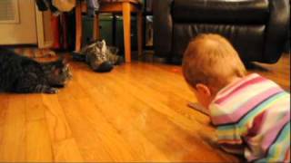 Baby Laughs Hysterically at Cat Chasing Laser [upl. by Marko]