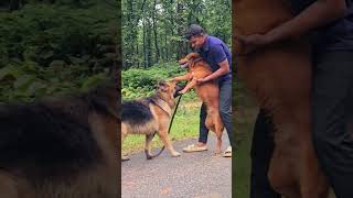 Tyson or Rocky ka kya kimat honi chahiya dog germanshepherd dogowner youtubeshorts doglover [upl. by Enyr]