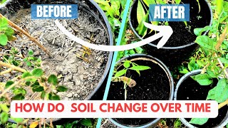 The Secret Life of Soil  Soil change over time  Plant life better after spil change [upl. by Vanderhoek]