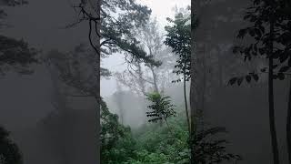 Pine Trees in the PHILIPPINES  Baguio City  The City of Pines baguio nature philippines [upl. by Chace]