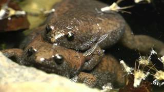 Frogs Amplexus [upl. by Amihsat934]