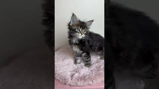 Maine Coon Kitten Maleficent of Dantes Peak [upl. by Leban180]