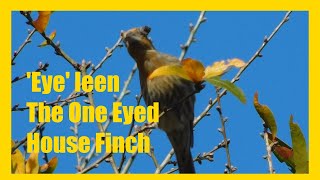 Eye leen The One Eyed House Finch Avian Pox [upl. by Harvey356]