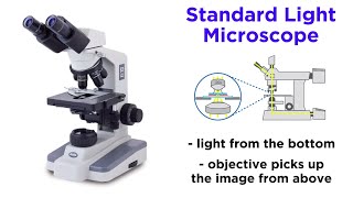 Light Microscopy Function and Utility [upl. by Sandler192]