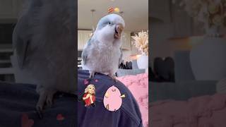 Bird singing Bacon Pancakes song and happy fit dance 🥰 birds talkingbird parrot talkingparrot [upl. by Ainavi746]