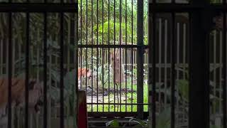 Royal bengal tiger inThrissur zoo [upl. by Ambie]