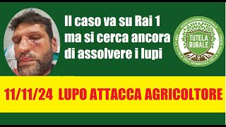 Agricoltore subisce grave attacco da un lupo [upl. by Cardwell]