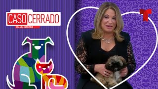 ESPECIAL DE MASCOTAS disputas por los derechos de los animales 🐶🐱🦎 Caso Cerrado [upl. by Gardia]