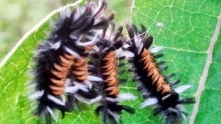 Lots of Baby Tussock Caterpillar or Milkweed Tiger Moth [upl. by Htiekal]