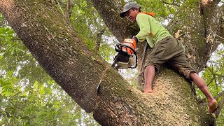 Dangerous leaning tree cutting STIHL ms 881 [upl. by Notsnhoj]