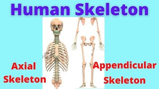 Axial Skeleton  Appendicular skeleton  Anatomy of skeleton  Human Anatomy and Physiology [upl. by Grassi]