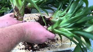 BROMELIAD CARE PROPAGATING METHODS BY SEEDS AND DIVIDING PUPS [upl. by Ermanno]