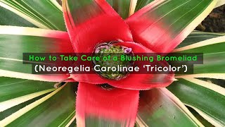 How to Take Care of a Blushing Bromeliad Neoregelia Carolinae ‘Tricolor’ [upl. by Ot]