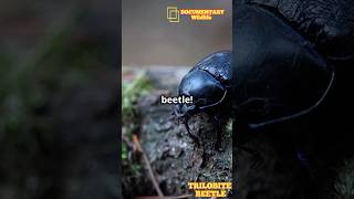 Trilobite Beetle Ancient Marvel of the Insect World [upl. by Radmilla737]