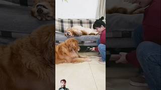 Golden dog funny 🤣 goldenretriever dog funny pets 8bit animal puppy [upl. by Acinahs802]