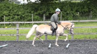 Discover the versatility of the Haflinger  HorseandRider [upl. by Fillbert]