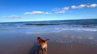 Hemsby Beach Sunny Day Dog Walk [upl. by Haase]