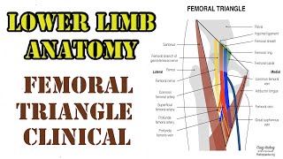 LOWER LIMB ANATOMY  Femoral Triangle  CLINICAL easy explanation with proper notes [upl. by Yager]