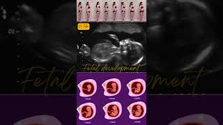 17 Weeks Pregnant  Week By Week Pregnancy pregnancy development baby [upl. by Estes]