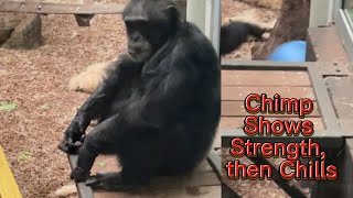 Chimpanzee 🐒 acts aggressive 😡 then chills out [upl. by Tatia]