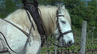 LABOUR et PERCHERON en ARDÈCHE [upl. by Adamski425]