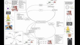 Calcium Homeostasis Part 1 [upl. by Naiva]