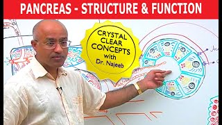 Pancreas  Structure and Function [upl. by Nylhsoj]