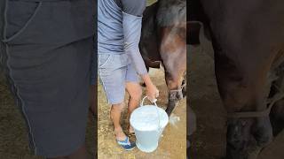 Cow milking of a high yeilding cowcow milking by hand [upl. by Gar967]