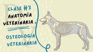 OSTEOLOGÍA VETERINARIA  CLASE  3  ANATOMÍA VETERINARIA [upl. by Mohl]