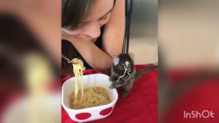 My Pet Monkey Eating my Food Video 61 [upl. by Karney]