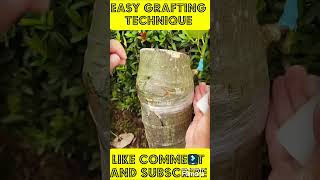 Easy Grafting Technique  Grafting  Grafting Technique [upl. by Osterhus933]